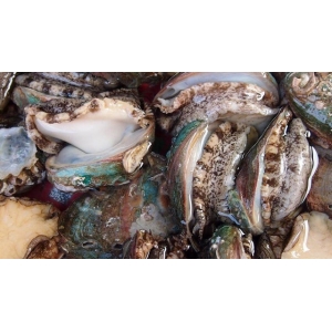 它比魚還鮮比肉要貴，一斤要價二十塊，大多人不認(rèn)識，多吃身體好